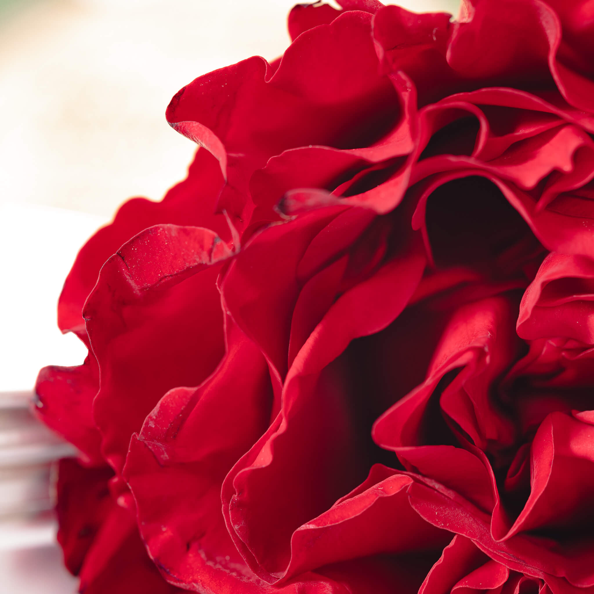 Close up of a rose in front of a rose scented cream. 