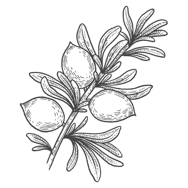 Line drawing of the argan tree nut.