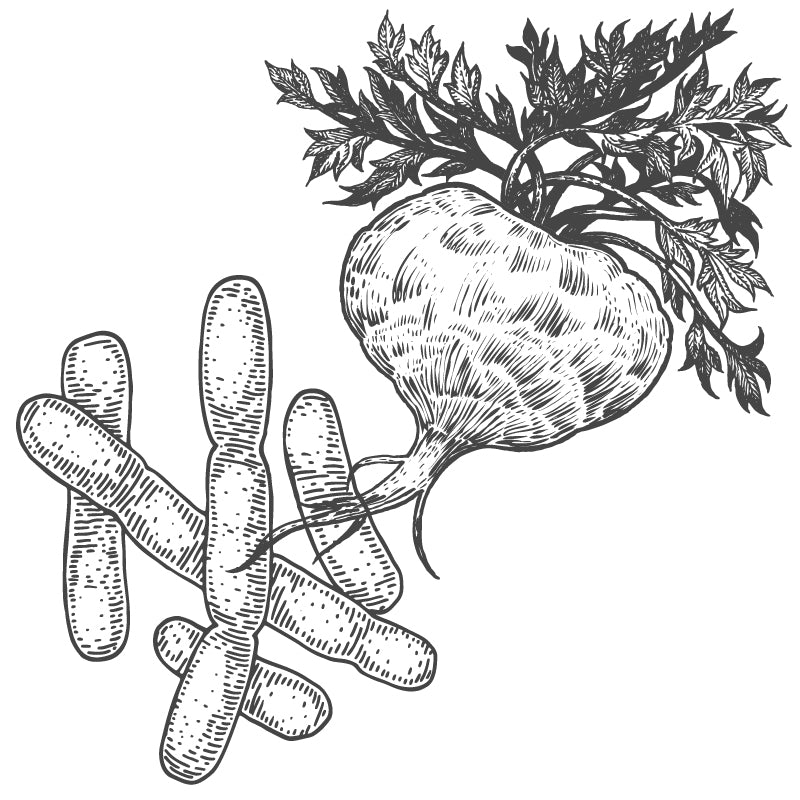 Line drawing of the Sugar Beet which is used to make molasses which is used to make Citric Acid