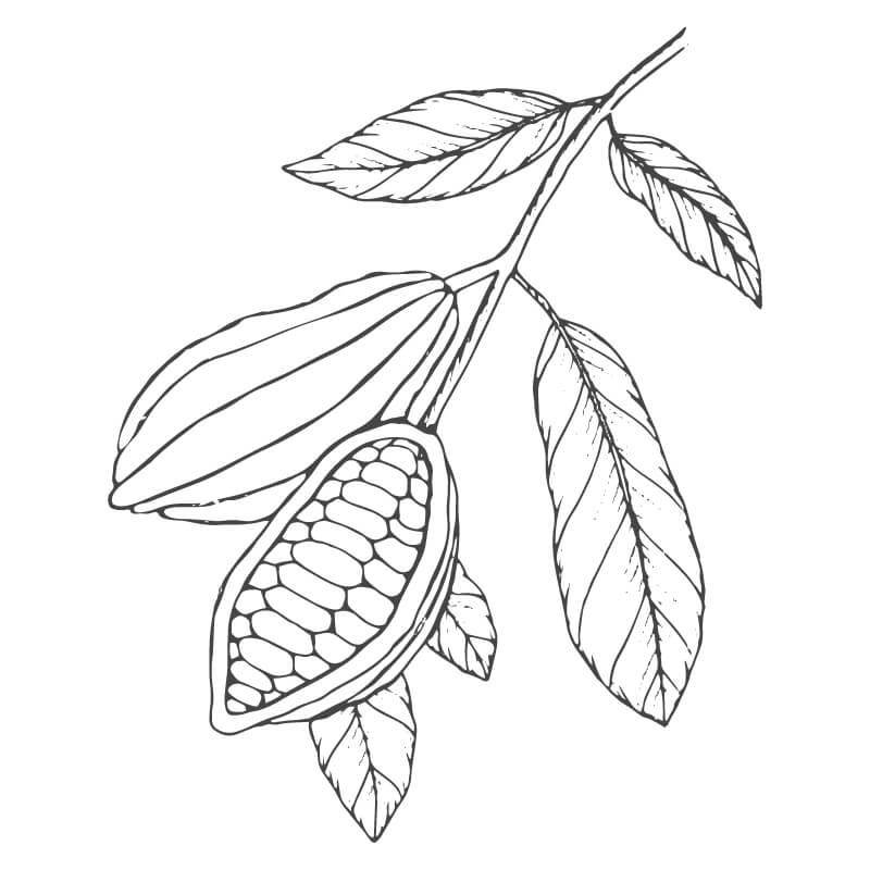 Line drawing of a cocoa plant with an open seed pod.