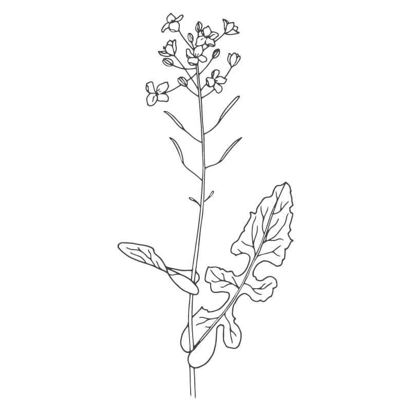 Hand Drawn illustration of a Colza (Rapeseed) plant.