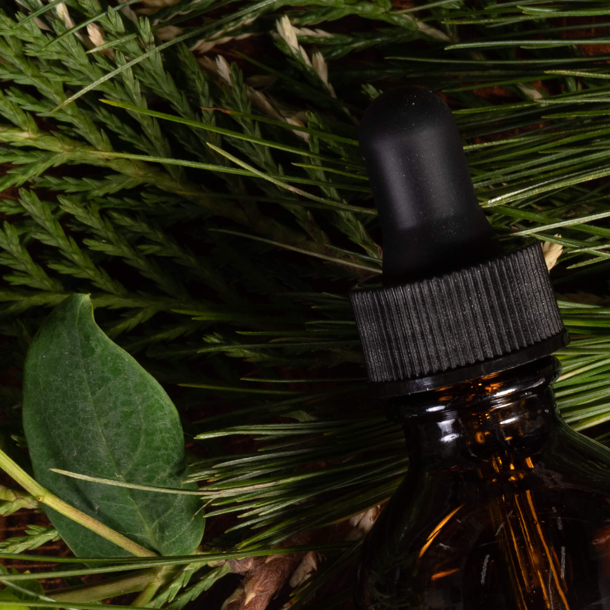 Brown glass bottle with dropper on a bed of pine needles. 