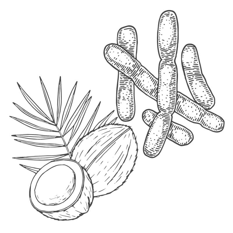 Hand drawn illustrations of Coconut Shells, a Palm Frond, & Lactobacillus bacteria. 