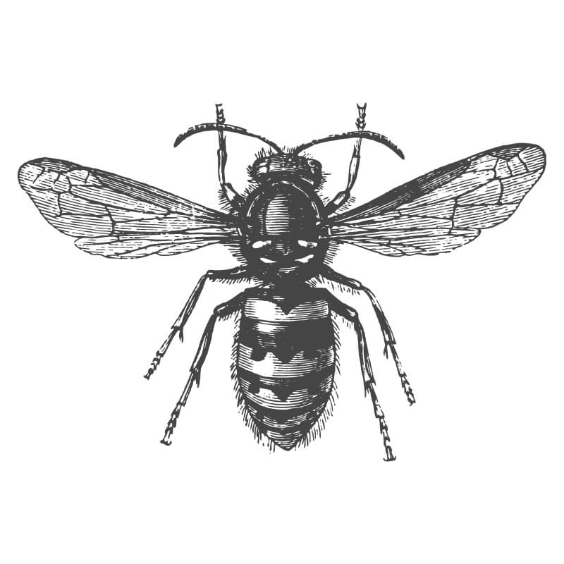 Vintage illustration of a bee.