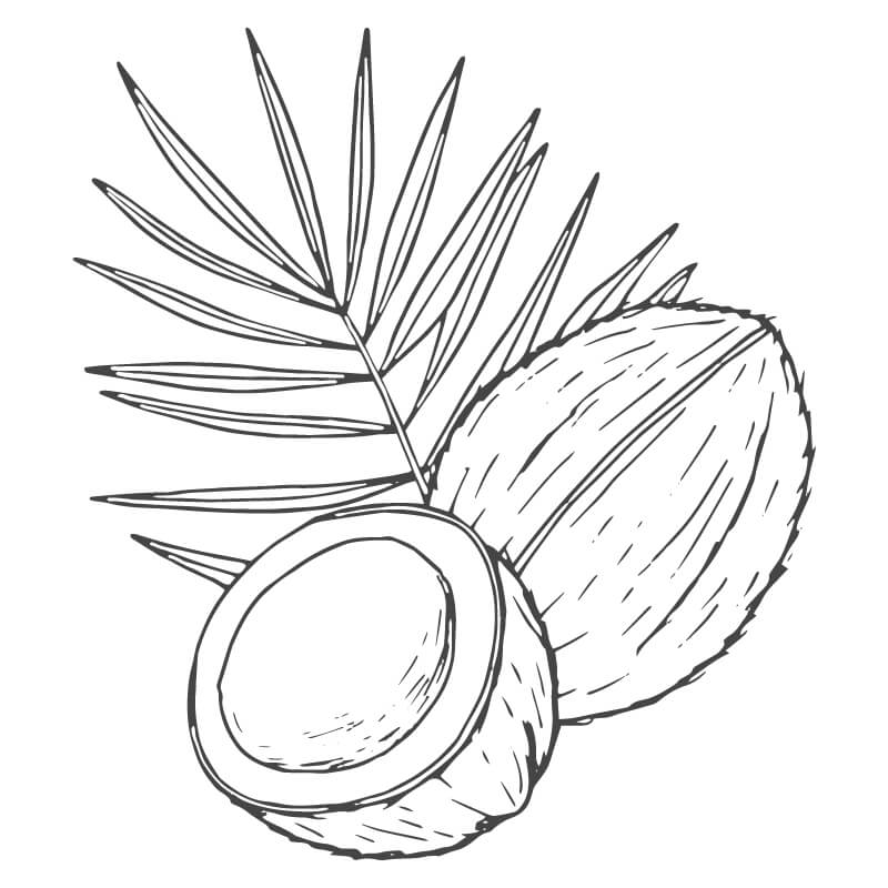 Drawing of two coconut shells in front of a palm frond.