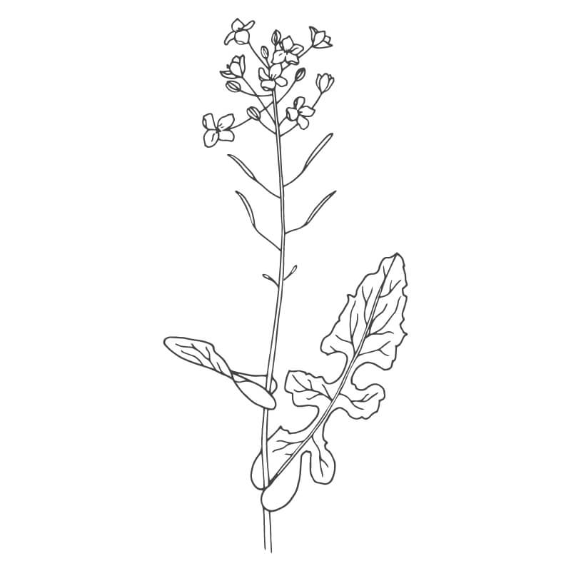Hand Drawn illustration of a Colza (Rapeseed) plant. 