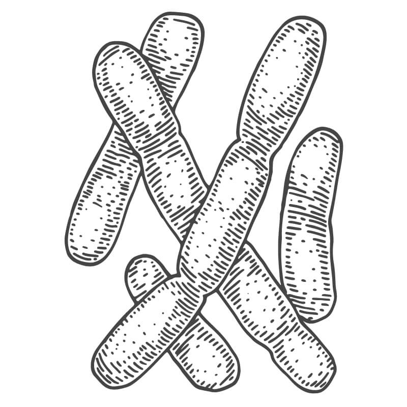 Line drawing of the bacteria lactobacillus. 