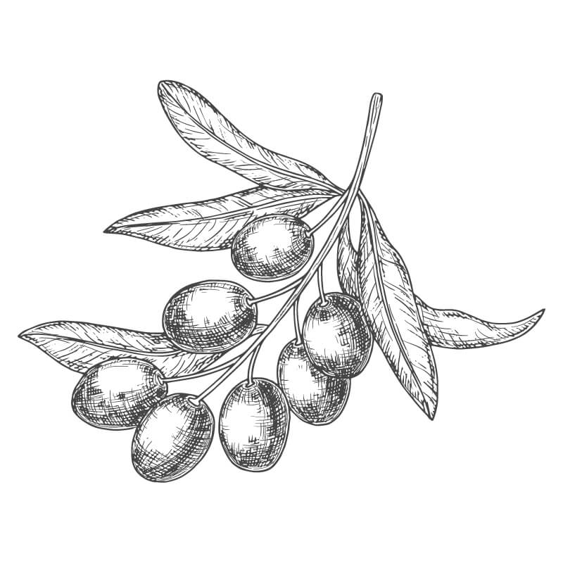 Hand drawn illustration of olives on a branch with leaves. 